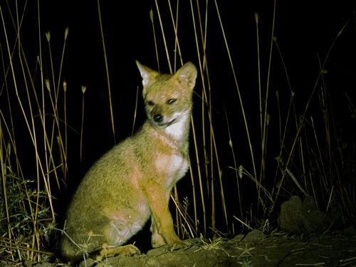 טטנקה טיולי ג'יפים